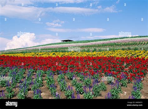 Colourful Flower Fields Furano Hokkaido Japan Stock Photo Alamy