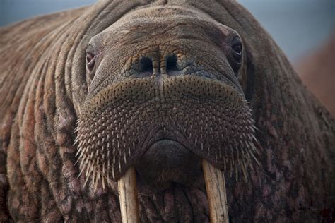 Fate Of The Walrus What Happens If It Isnt Put On The Endangered
