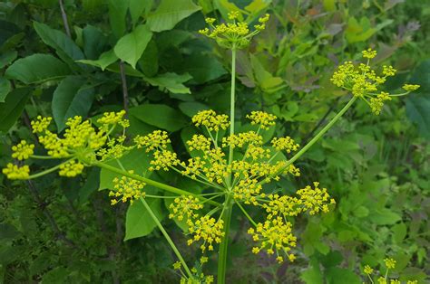 March 2022 Invasive Plant Of The Month — State Of Indiana Cooperative