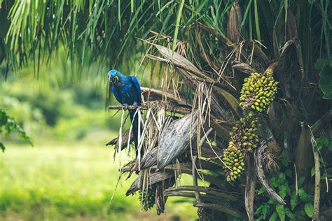 10 Datos Que Demuestran La Riqueza Natural Que Tiene La Amazonía