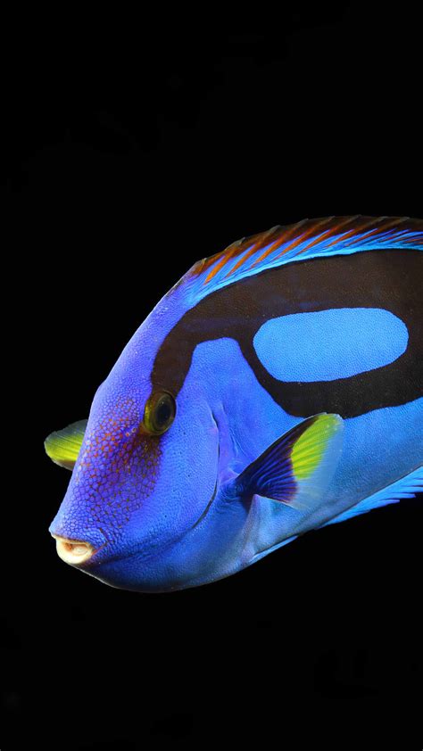 Wallpaper Surgeonfish, water, aquarium, reef animals, blue, yellow, fish, black background ...