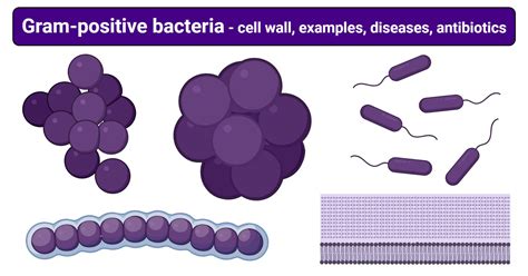 Gram Positive Bacteria Cell Wall Examples Diseases Antibiotics