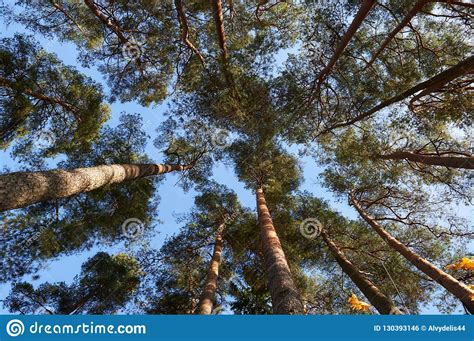 High Lithuanian Forest Pine Stock Photo Image Of Nature Fresh