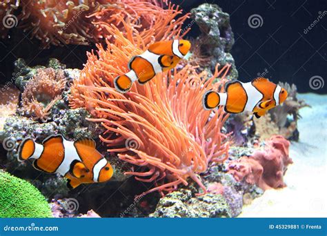 Sea Anemone And Clown Fish Stock Image Image Of Clown 45329881