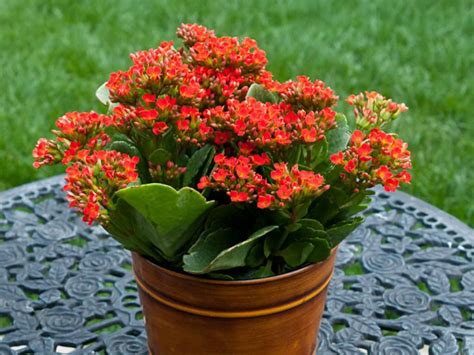 How To Grow And Care For Kalanchoe World Of Succulents