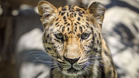 An Endangered Amur Leopard At Santa Barbara Zoo Is Pregnant Nbc Los