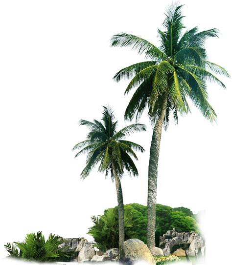 Palm Trees By Rocks Png Image Purepng Free Transparent Cc0 Png