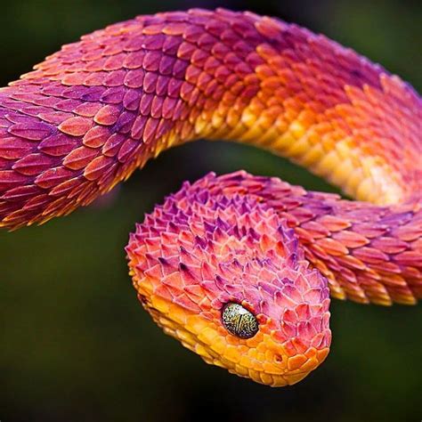 African Snakes Bush Vipers Pet Snake Colorful Animals Pretty Snakes
