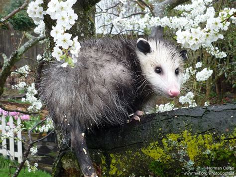 Opossums And Gardening A Few Things To Know Opossum Awesome Possum