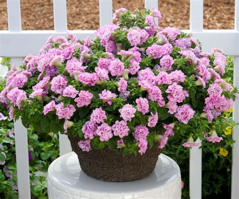Tips For Growing Surfinia Summer Double Petunias Greenhouse Grower