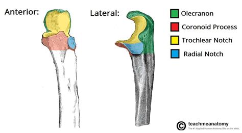 Anatomy Of Ulna Bone Bone And Spine