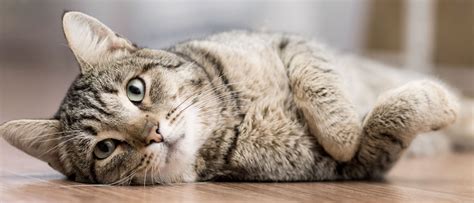 Pododermatitis In Cats Signs And Treatment Royal Canin Us