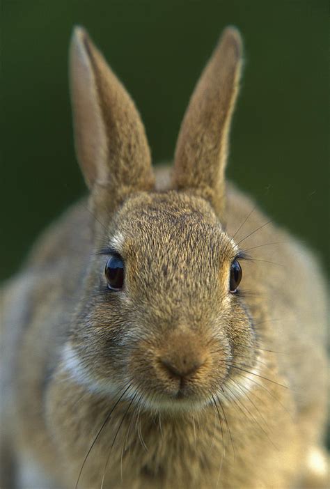 European Rabbit Oryctolagus Cuniculus Photograph By Cyril Ruoso