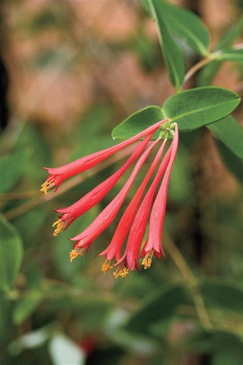 We carry a wide variety of hard to find items, fruit trees, tropical plants, and everything else for your landscaping needs. 10 Drought-Tolerant Native Plants | Native plants ...