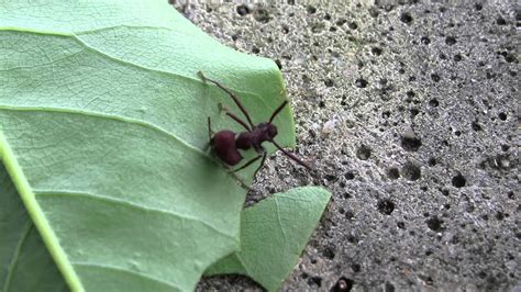 São formigas cortadeiras, ou seja, cortam material vegetal (folhas e flores). Formiga cortadeira trabalhando - YouTube