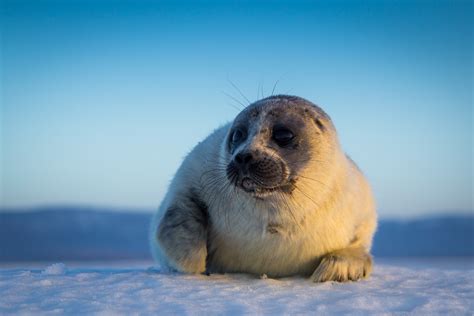 Baikal Seal Pup Pusa Sibirica Bertie Allison Flickr