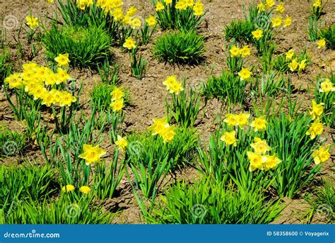 Yellow Daffodils Flowers In Garden Nature Stock Photo Image Of