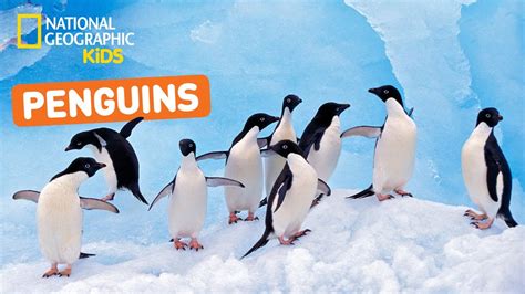 All About Penguins 🐧 Nat Geo Kids Penguins Playlist Youtube