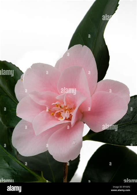 Single Bloom Of The Semi Double Pink Camellia Japonica Magnoliaeflora