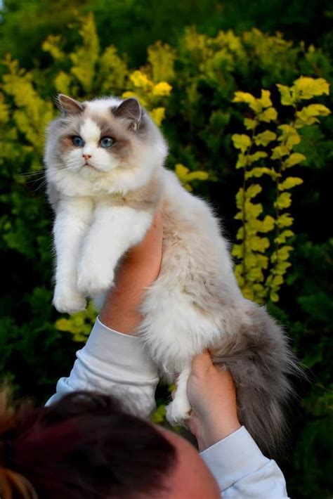 Ragdoll Kittens Breeder Ragdoll Kittens For Sale