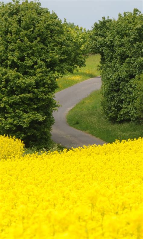 Yellow Flowers Field Landscape View Of Road Between Green Trees 4k Hd