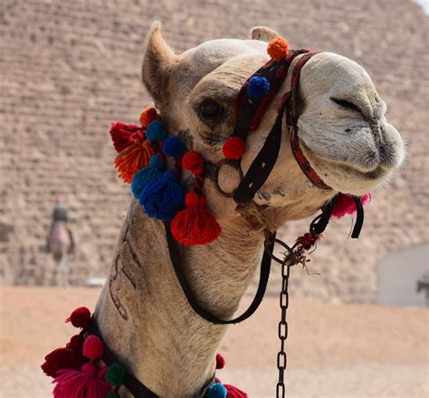 Select from premium camel funny of the highest quality. Free Images : animal, egypt, mount, vertebrate, decorated ...