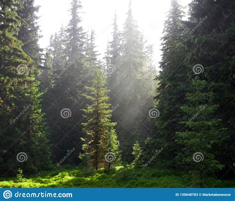 Sunbeams Shining On A Green Forest Glade Stock Image Image Of Outdoor
