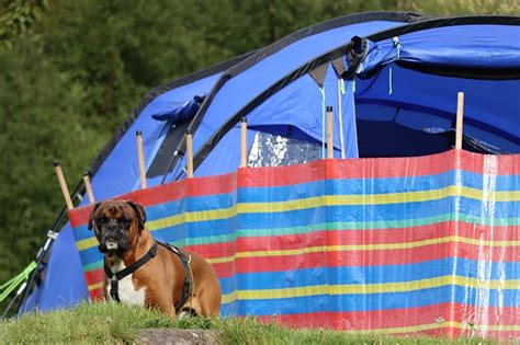 10 Best Portable Dog Fences For Camping And Rvs