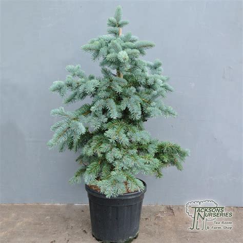 Buy Picea Pungens Koster Colorado Spruce In The Uk Picea Pungens