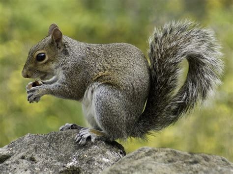Animal repellent based on hot pepper oil, it will repel squirrels by both scent and taste. The Best Way To Trap And Repel Squirrels - Grizz Pest ...