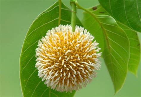 The flower's name comes from m. We love Our Bangladesh: Kadam/Kadambo is a rainy season ...
