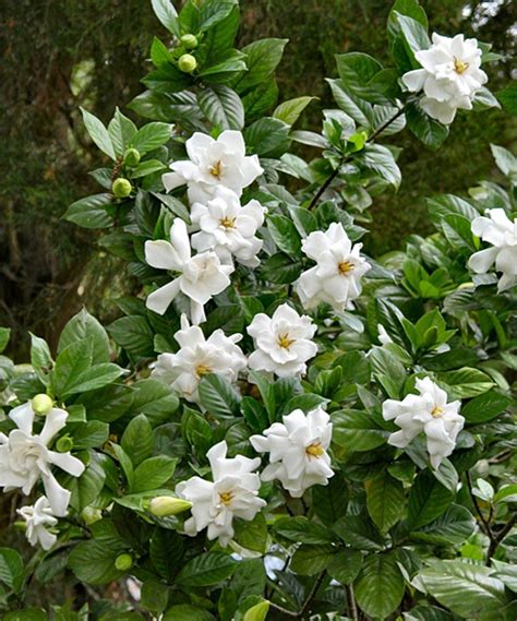 Frost proof gardenia flowering shrub is ideal for creating an evergreen foundation hedge that retains its foliage all year. Take a look at this Live Gardenia 'Frost Proof' Shrub ...