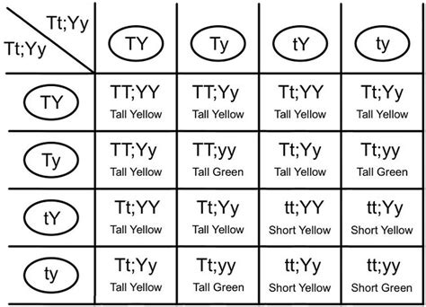 Both parents are heterozygous, and one allele for each trait exhibits complete dominance *. Punnett Square - Dihybrid Cross (Tall Yellow x Short Green ...