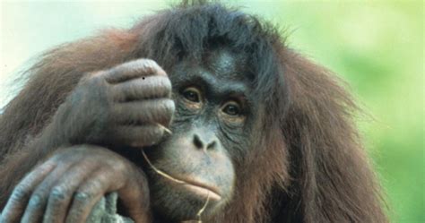 Top 25 Most Endangered Primates The Most Current List Ecowatch