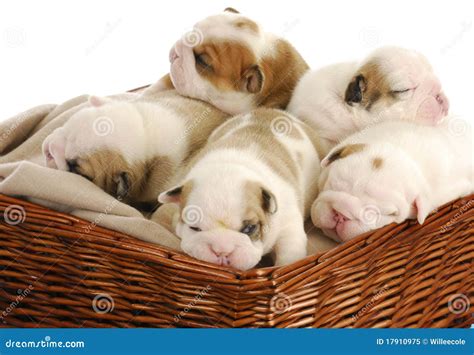 Litter Of Puppies Stock Image Image Of Lovable Calm 17910975