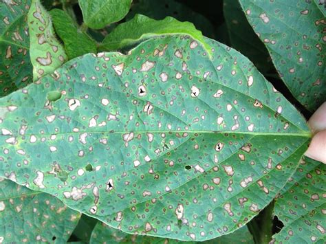 Grain Crops Update Frogeye Leaf Spot Of Soybean Active