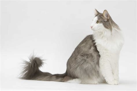 The Norwegian Forest Cat Cat Breeds Encyclopedia