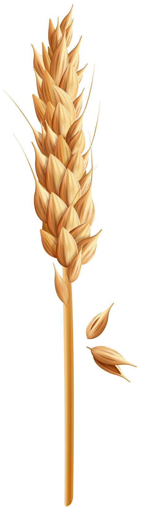 Wheat clipart grain, Wheat grain Transparent FREE for download on png image