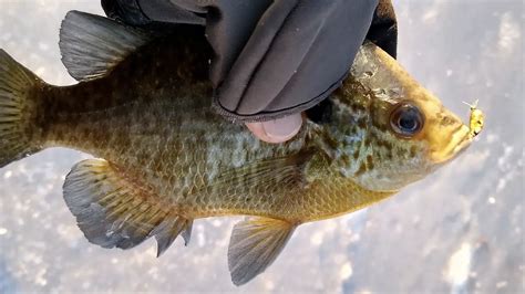 A Case For Ice Fishing Naked Wired Fish