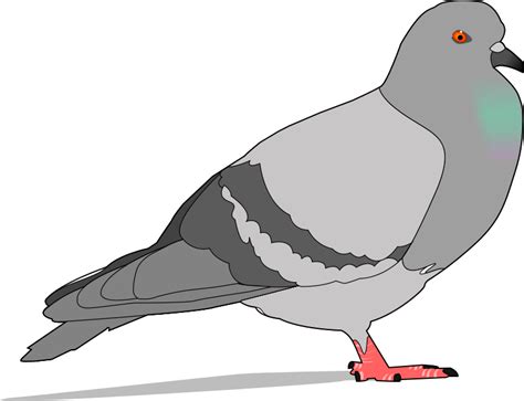 Free Clipart Pigeon Jondkoon