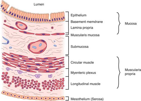 Overview Of Gastrointestinal Function And Regulation Gastrointestinal