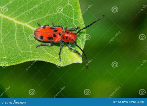 Red Milkweed Beetle Tetraopes Tetrophthalmus Stock Photo Image Of