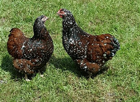 Jubilee Orpington Hen Or Rooster Backyard Chickens Learn How To Raise Chickens