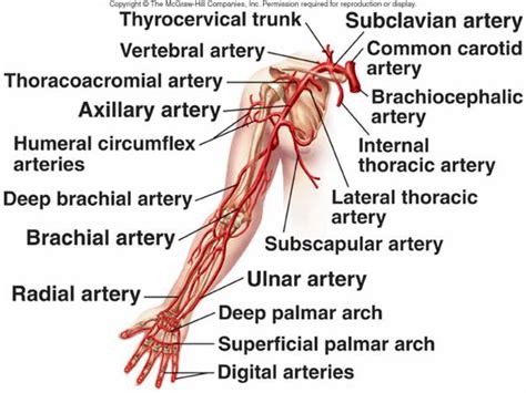 Paragon Physiotherapy Located In Winnipeg Manitoba