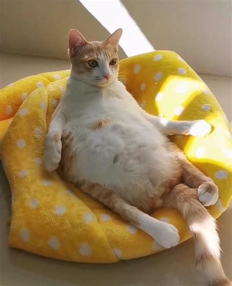 40 Derpy Cats Who Love To Relax By Sitting On Their Butts In 2020