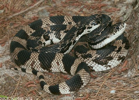 Northern Pine Snake Pituophis Melanoleucus Melanoleucus Ju Flickr