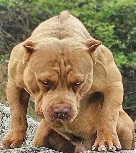 A Large Brown Dog Sitting On Top Of A Rock