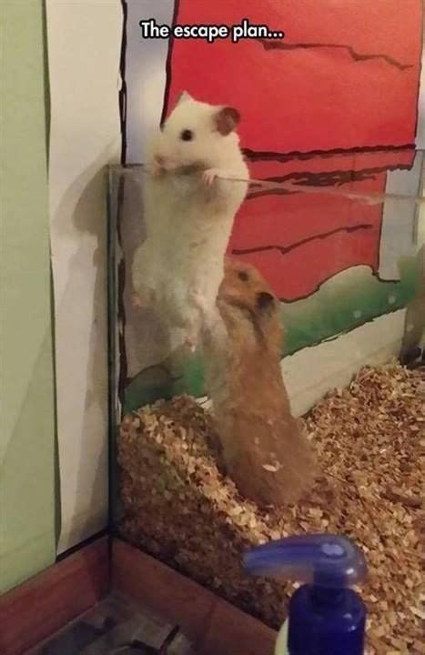 15 Funny Hamster Memes To Get You Through Friday Funny Hamsters Cute Hamsters Cute Animals