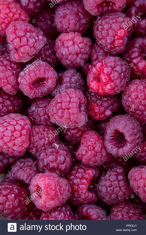 Free Download Raspberries Background Stock Photo 220365657 Alamy