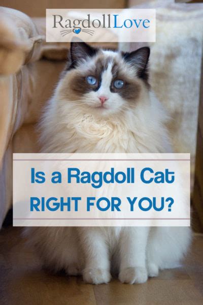 Is A Ragdoll Cat Right For You 5 Things You Should Know About Ragdolls